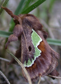 Spiny Oak Slug